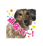 ミニチュアダックスのハッピー君（個別スタンプ：3）