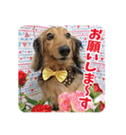 ミニチュアダックスのハッピー君（個別スタンプ：5）