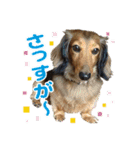 ミニチュアダックスのハッピー君（個別スタンプ：6）