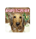 ミニチュアダックスのハッピー君（個別スタンプ：8）