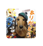 ミニチュアダックスのハッピー君（個別スタンプ：9）