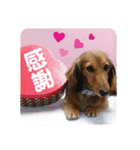 ミニチュアダックスのハッピー君（個別スタンプ：10）