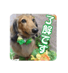 ミニチュアダックスのハッピー君（個別スタンプ：14）