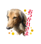 ミニチュアダックスのハッピー君（個別スタンプ：18）