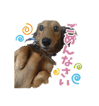 ミニチュアダックスのハッピー君（個別スタンプ：22）