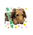 ミニチュアダックスのハッピー君（個別スタンプ：23）