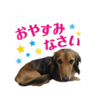 ミニチュアダックスのハッピー君（個別スタンプ：25）