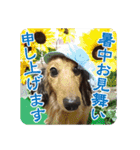 ミニチュアダックスのハッピー君（個別スタンプ：30）
