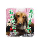 ミニチュアダックスのハッピー君（個別スタンプ：32）