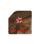 ヒメウズラ（雛）のスタンプ（個別スタンプ：3）