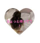 ヒメウズラ（雛）のスタンプ（個別スタンプ：5）