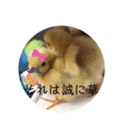 ヒメウズラ（雛）のスタンプ（個別スタンプ：6）