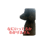 プードルブラックの日常2（個別スタンプ：1）