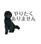 プードルブラックの日常2（個別スタンプ：3）