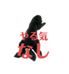 プードルブラックの日常2（個別スタンプ：5）