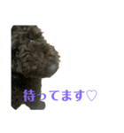 プードルブラックの日常2（個別スタンプ：6）