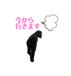 プードルブラックの日常2（個別スタンプ：8）