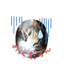 みかんDay（個別スタンプ：9）