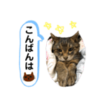 みーちゃんの日常スタンプ2（個別スタンプ：2）