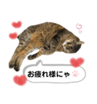 みーちゃんの日常スタンプ2（個別スタンプ：7）