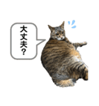 みーちゃんの日常スタンプ2（個別スタンプ：8）