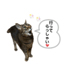 みーちゃんの日常スタンプ2（個別スタンプ：9）