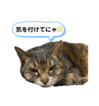 みーちゃんの日常スタンプ2（個別スタンプ：10）