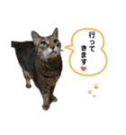 みーちゃんの日常スタンプ2（個別スタンプ：11）