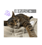 みーちゃんの日常スタンプ2（個別スタンプ：14）