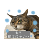 みーちゃんの日常スタンプ2（個別スタンプ：15）