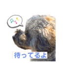 プードルぱっちゃん（個別スタンプ：2）