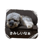 プードルぱっちゃん（個別スタンプ：3）