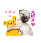 プードルぱっちゃん（個別スタンプ：5）
