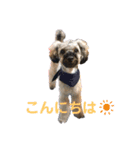 プードルぱっちゃん（個別スタンプ：6）