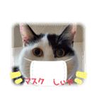 関西猫   てん     KANSAIcat  tenn（個別スタンプ：1）