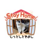 関西猫   てん     KANSAIcat  tenn（個別スタンプ：2）