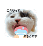 関西猫   てん     KANSAIcat  tenn（個別スタンプ：3）