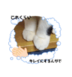 関西猫   てん     KANSAIcat  tenn（個別スタンプ：4）