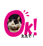 関西猫   てん     KANSAIcat  tenn（個別スタンプ：5）
