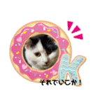 関西猫   てん     KANSAIcat  tenn（個別スタンプ：8）