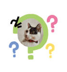 関西猫   てん     KANSAIcat  tenn（個別スタンプ：13）