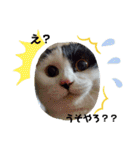 関西猫   てん     KANSAIcat  tenn（個別スタンプ：14）