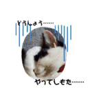 関西猫   てん     KANSAIcat  tenn（個別スタンプ：15）
