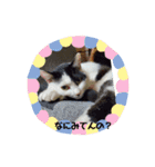 関西猫   てん     KANSAIcat  tenn（個別スタンプ：18）