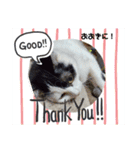 関西猫   てん     KANSAIcat  tenn（個別スタンプ：19）