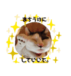 関西猫   てん     KANSAIcat  tenn（個別スタンプ：21）