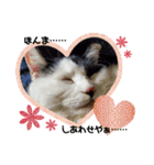 関西猫   てん     KANSAIcat  tenn（個別スタンプ：23）
