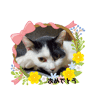 関西猫   てん     KANSAIcat  tenn（個別スタンプ：24）
