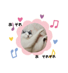 関西猫   てん     KANSAIcat  tenn（個別スタンプ：26）