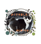 関西猫   てん     KANSAIcat  tenn（個別スタンプ：27）